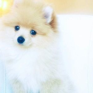 Meet your Posher, Kane